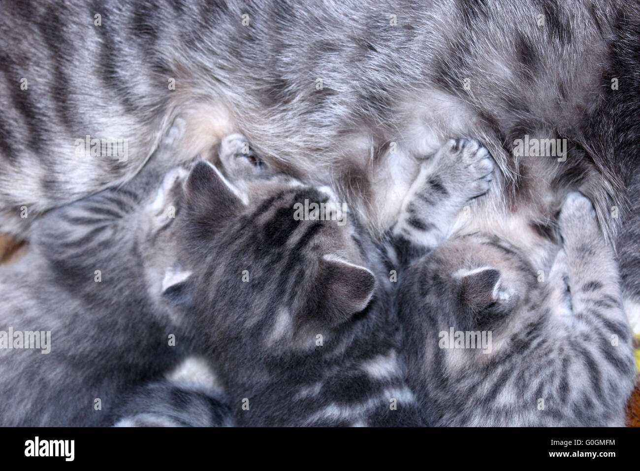 newborn kittens of Scottish Straight suck their cat mother Stock Photo