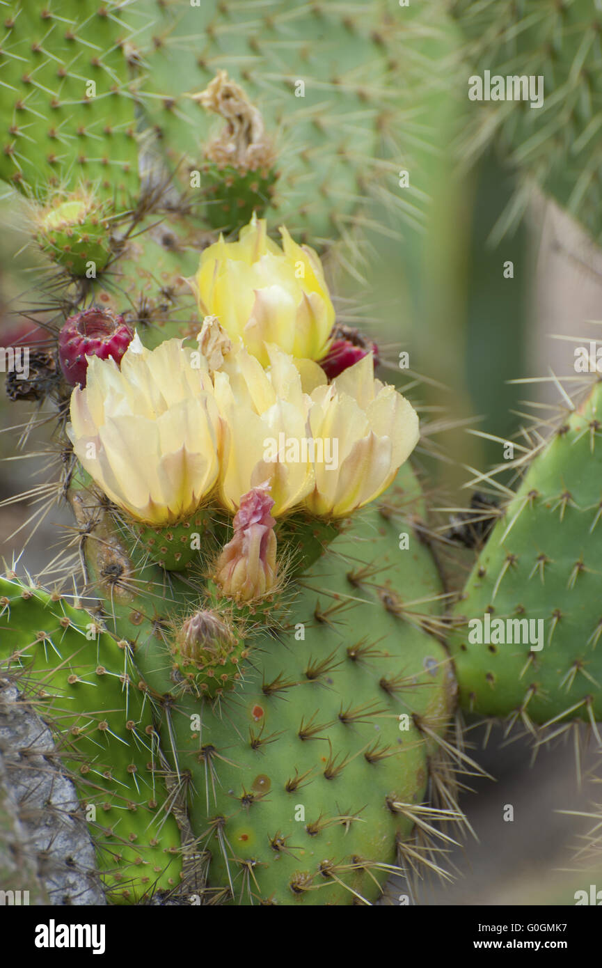 Growing prickly pear reproduction hi-res stock photography and images ...