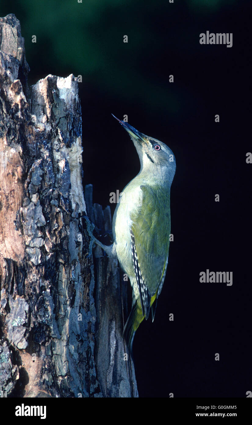 woodpecker, grey-headed woodpecker Stock Photo