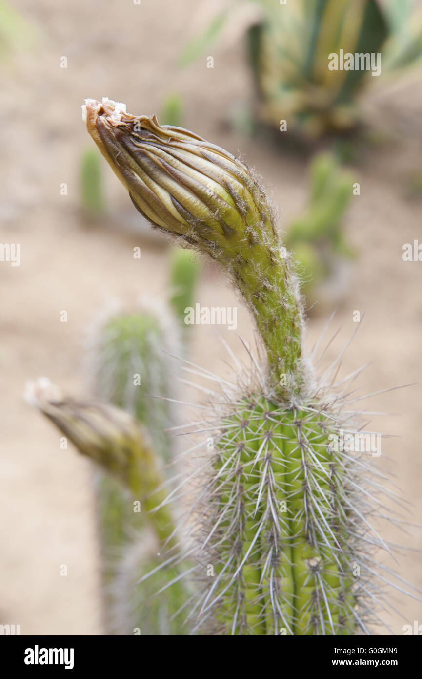 Mammillaria bud cactus closeup. Stock Photo