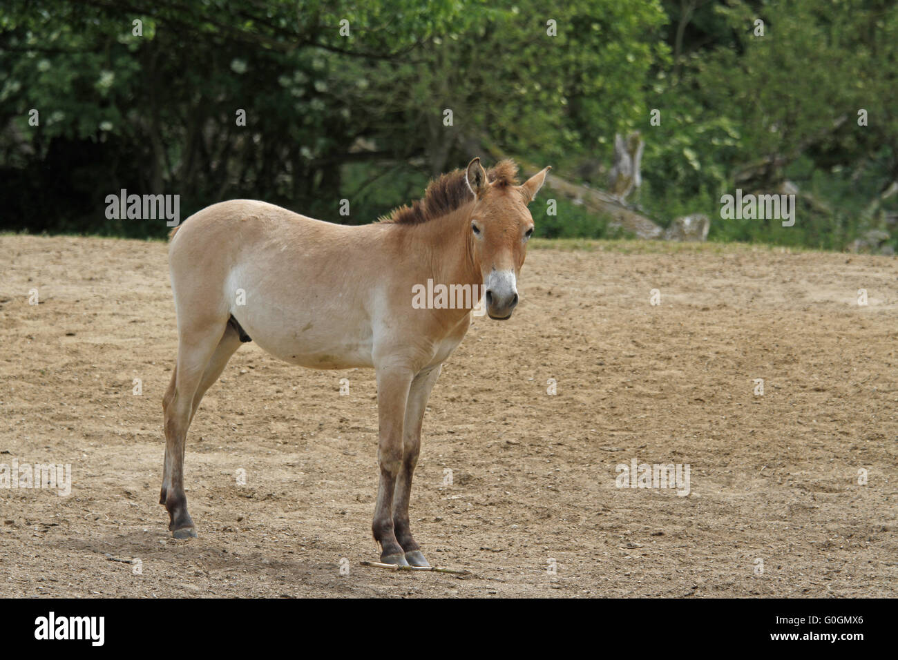 Przewalski, foal Stock Photo