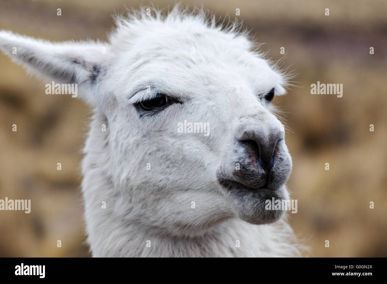 Shaggy lama hi-res stock photography and images - Alamy