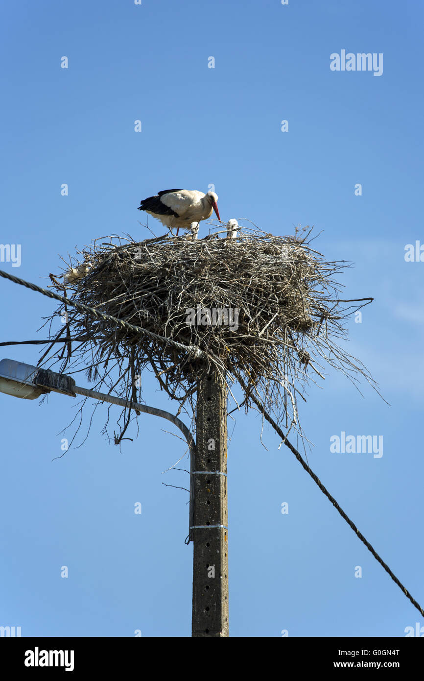Three storks in the nest on a light pole in Portugal Stock Photo