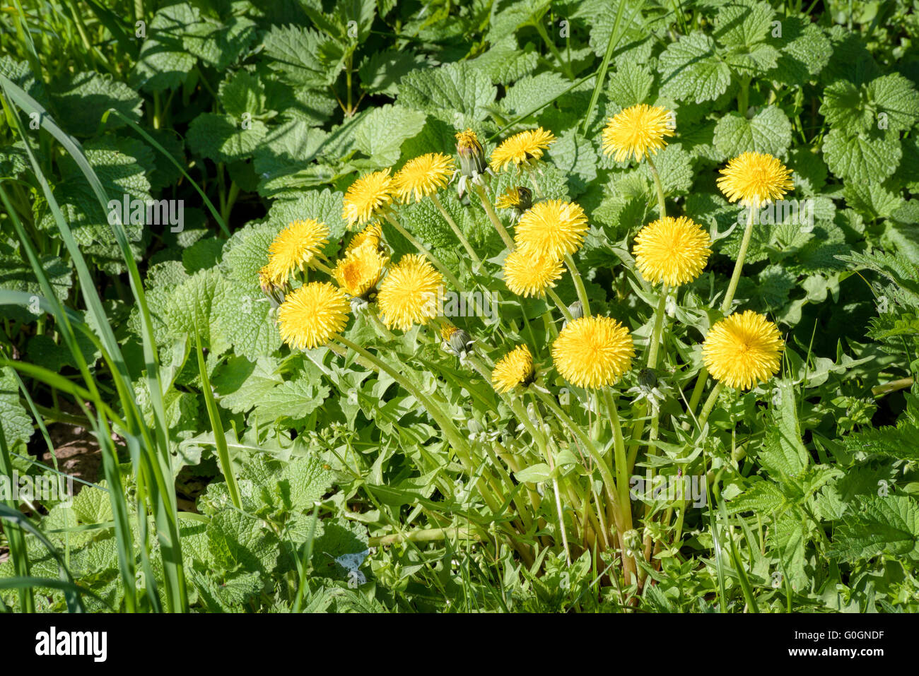 A group of yellow Dandelion flowers and Melissa leaves in the meadow, illuminated by the warm spring sun Stock Photo