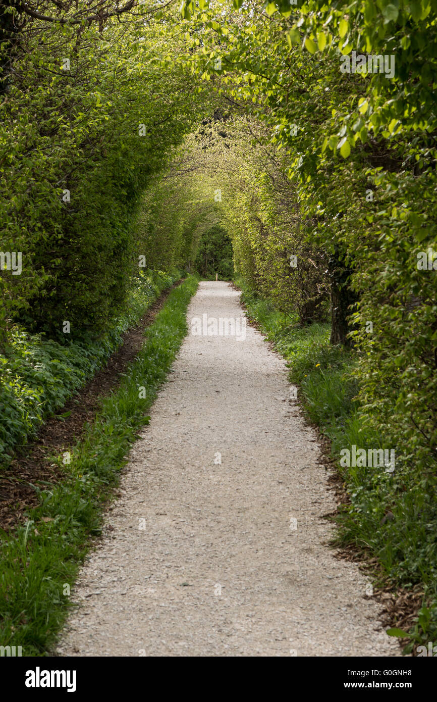 Walk with trees in archway shape Stock Photo