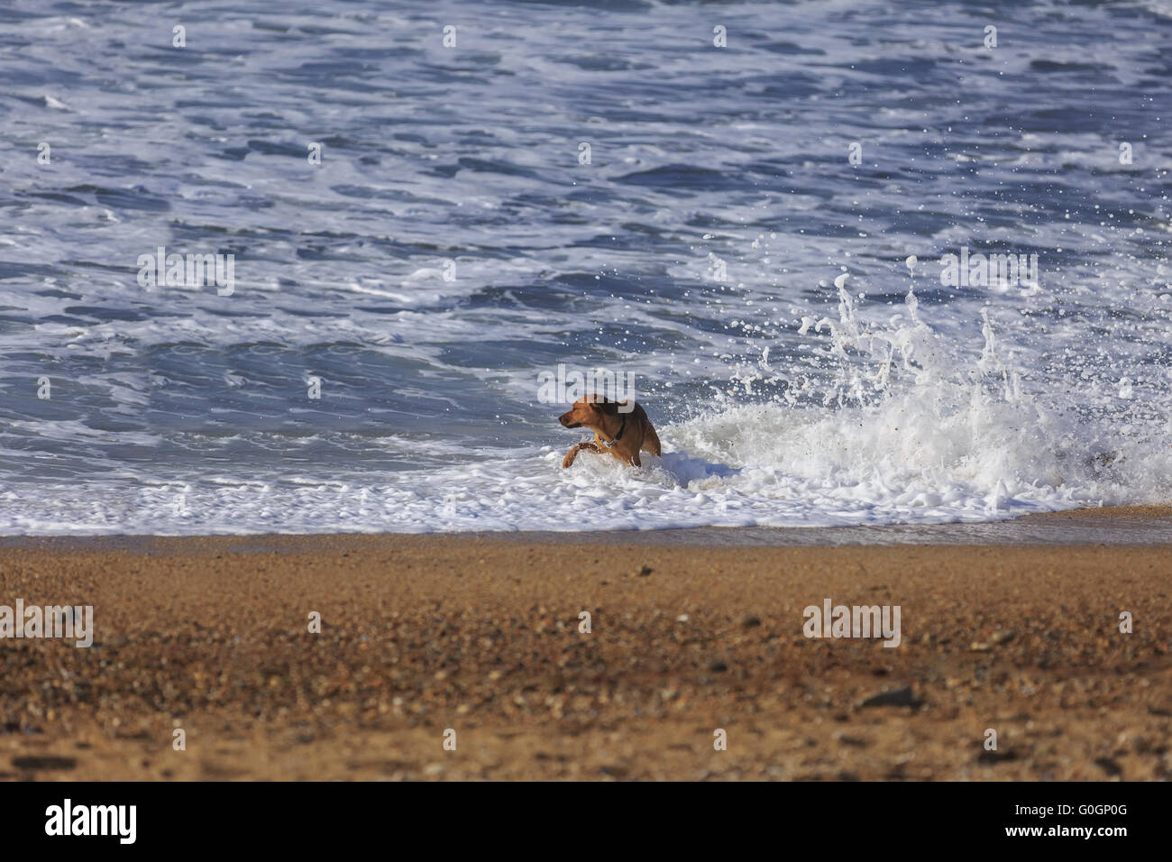 Brown dog playing in ocean waves Stock Photo Alamy