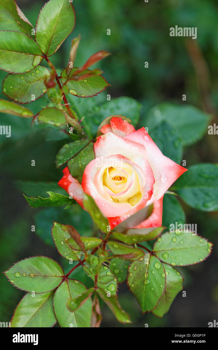 Chrysanthemum daisy rose hi-res stock photography and images - Alamy