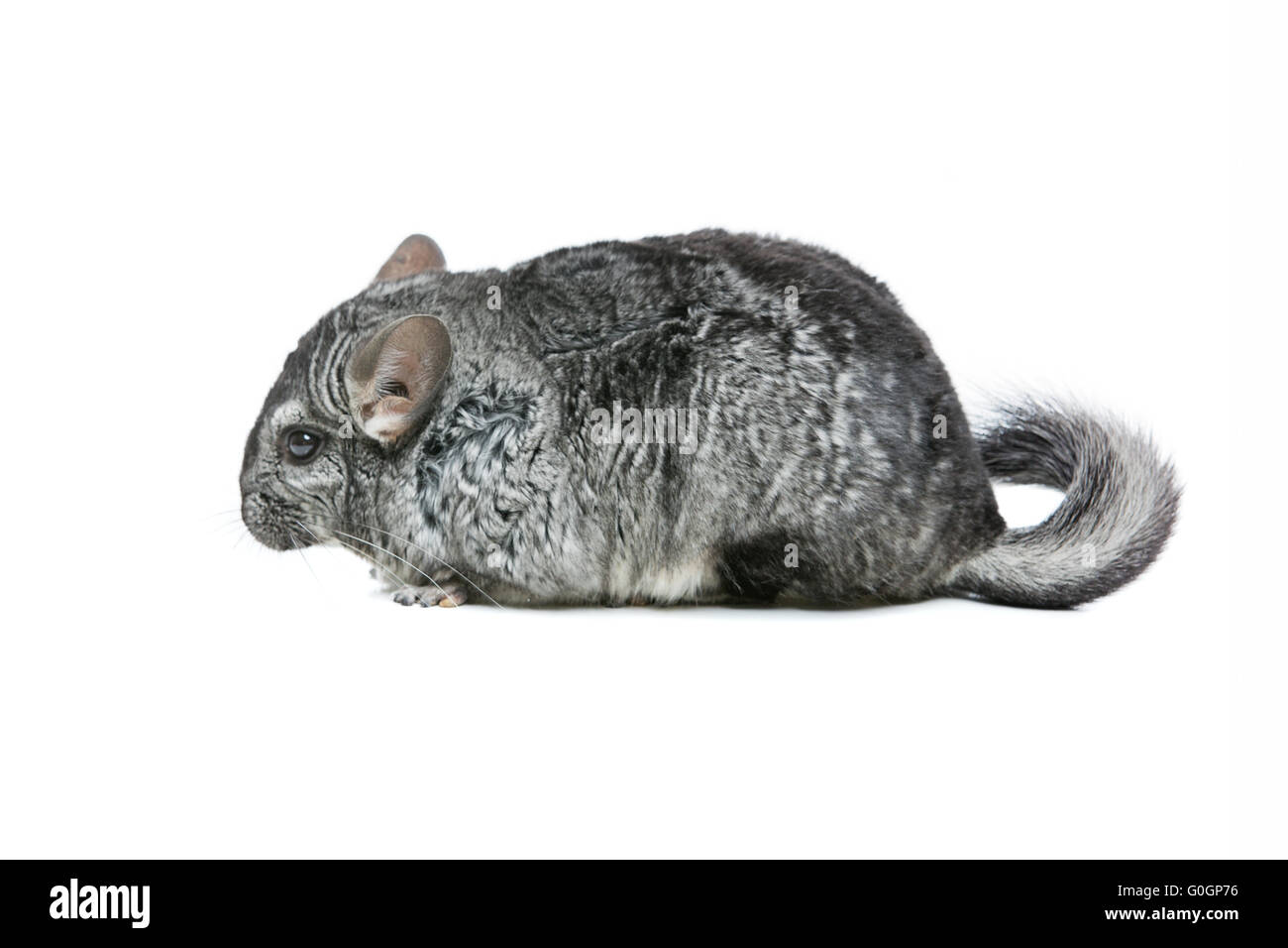 Cute chinchilla isolated over white background Stock Photo - Alamy