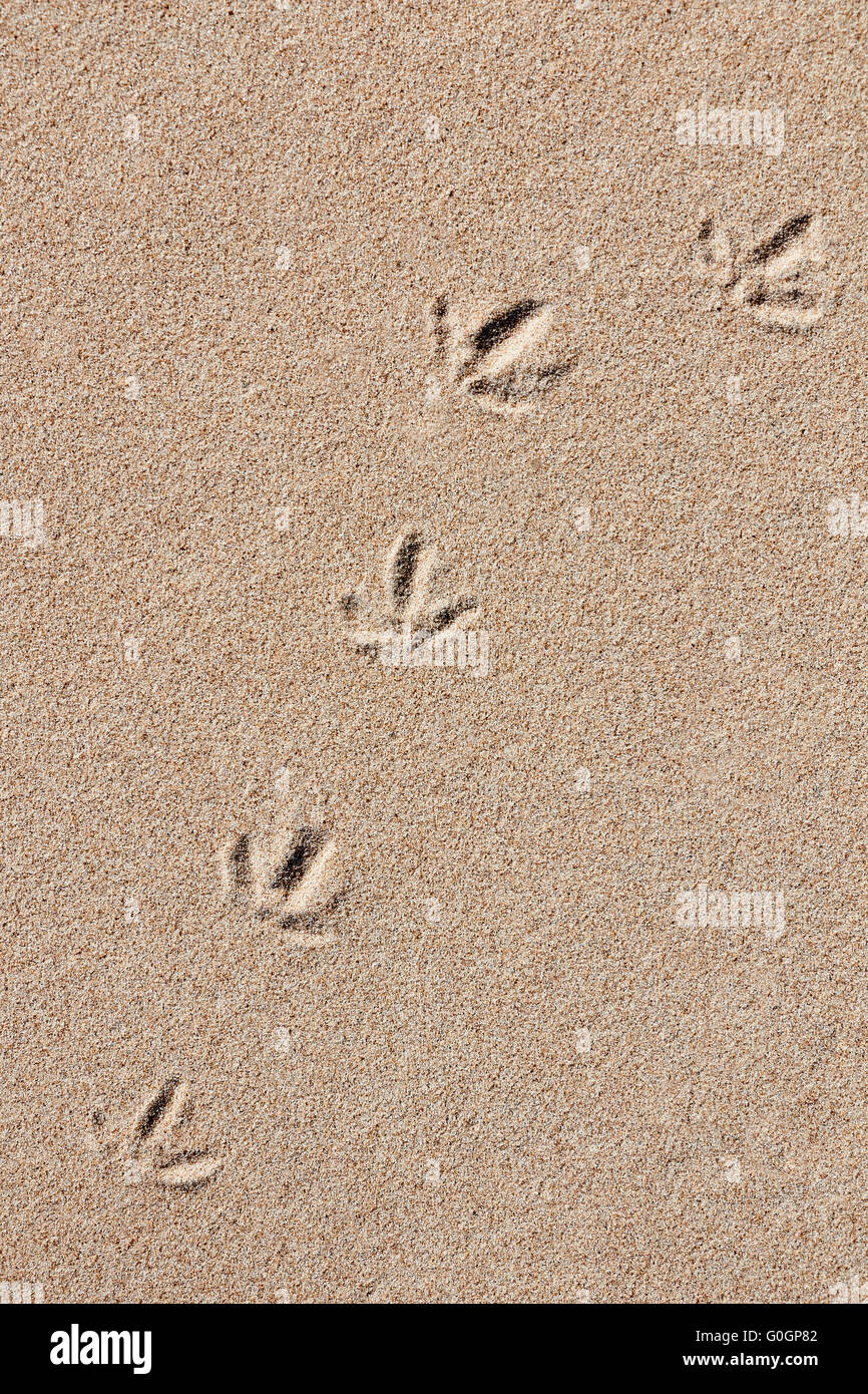 Track of a Seabird in the Sand Stock Photo