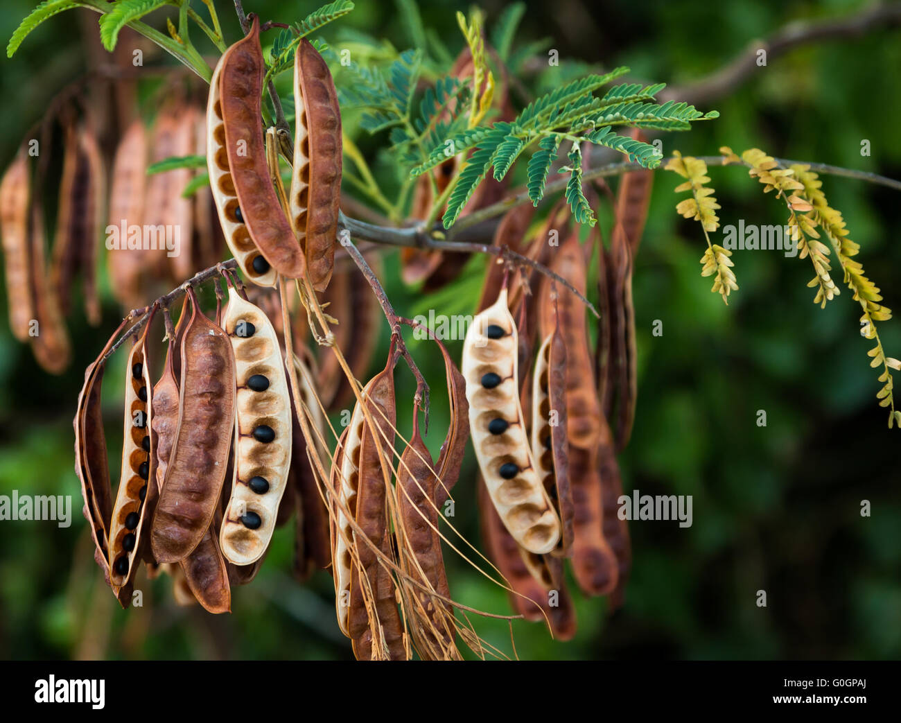 Acacia Koa black seeds hanging and dry so that the black seed fall out. Stock Photo