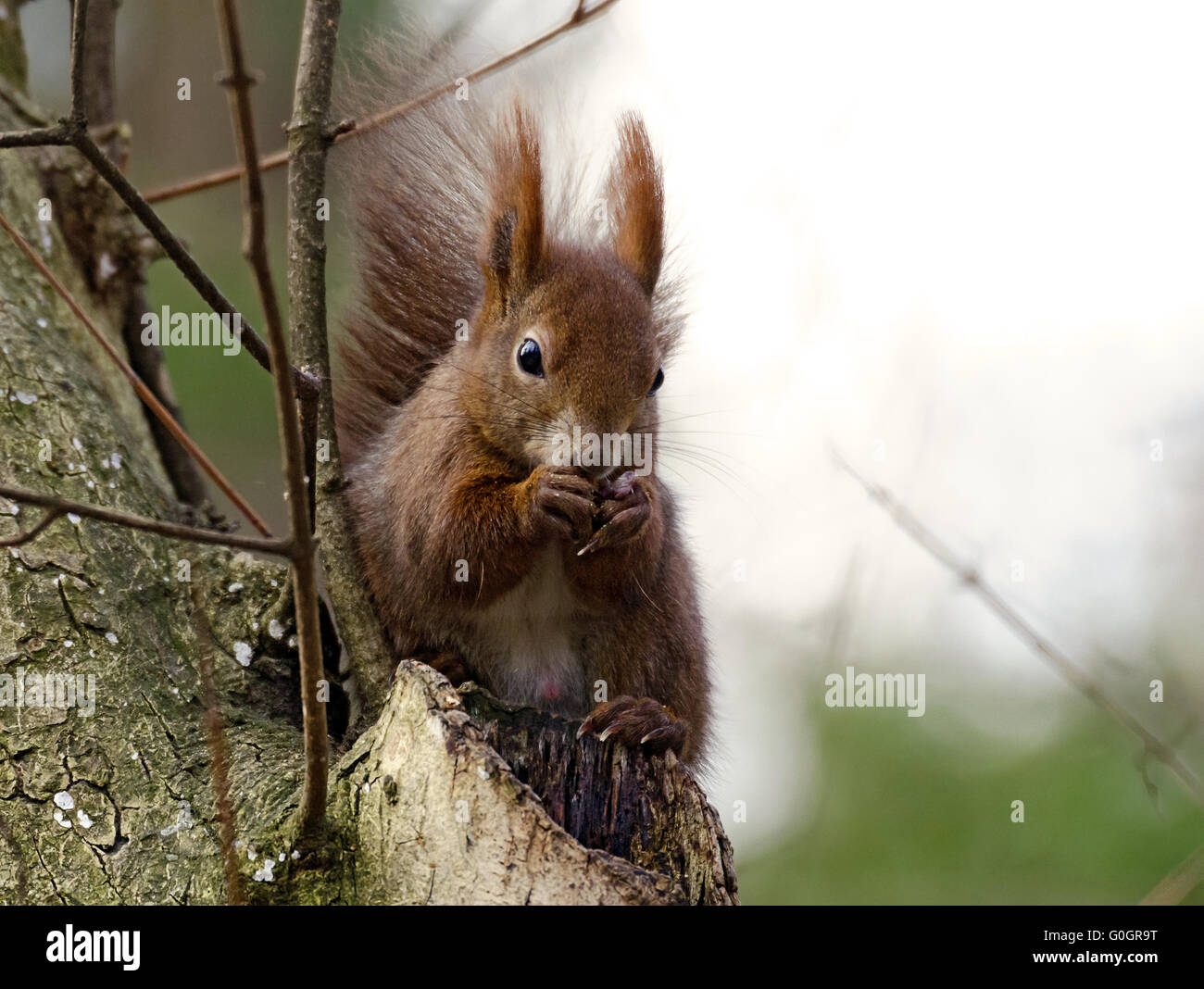 brown squirrel Stock Photo