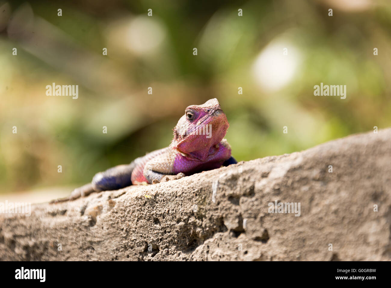 Blue And Purple Lizard