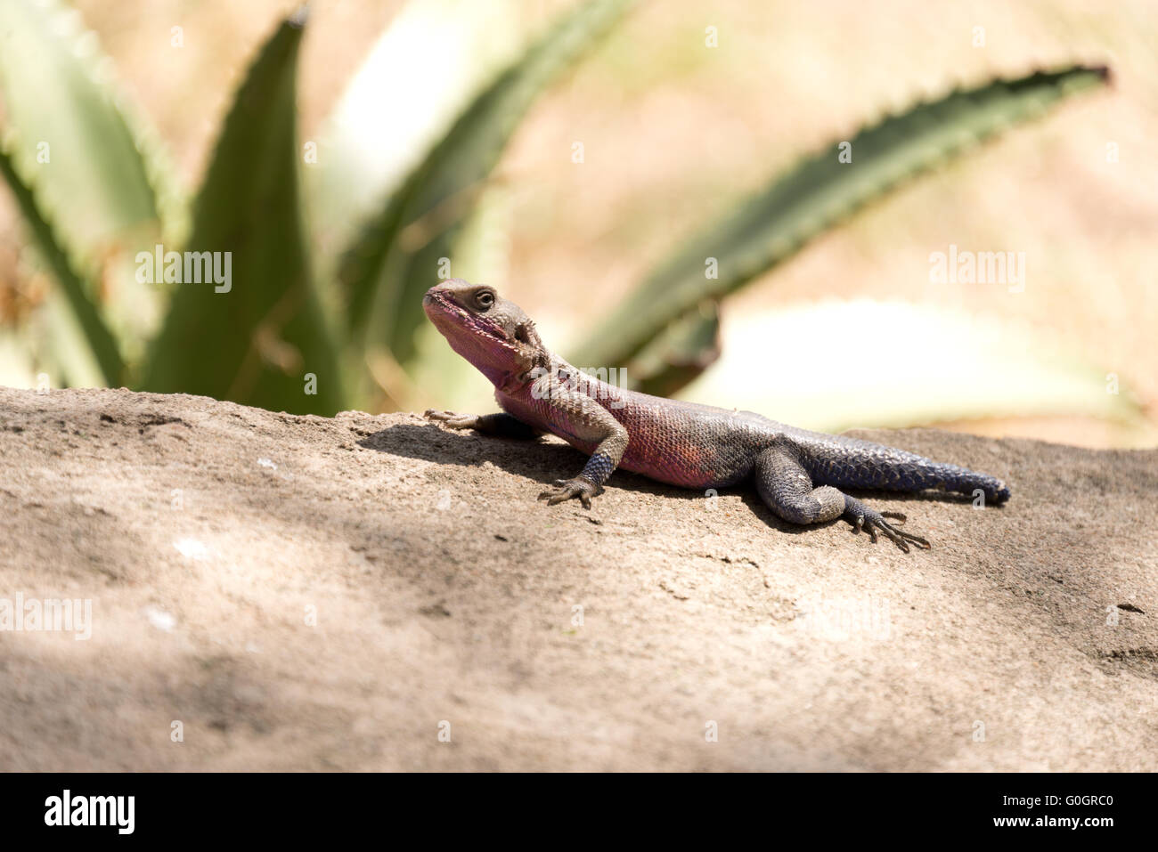 Blue and purple lizard hi res stock photography and images alamy