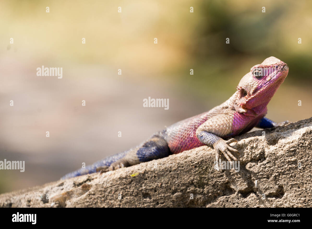 Green forest lizards head hi-res stock photography and images - Alamy