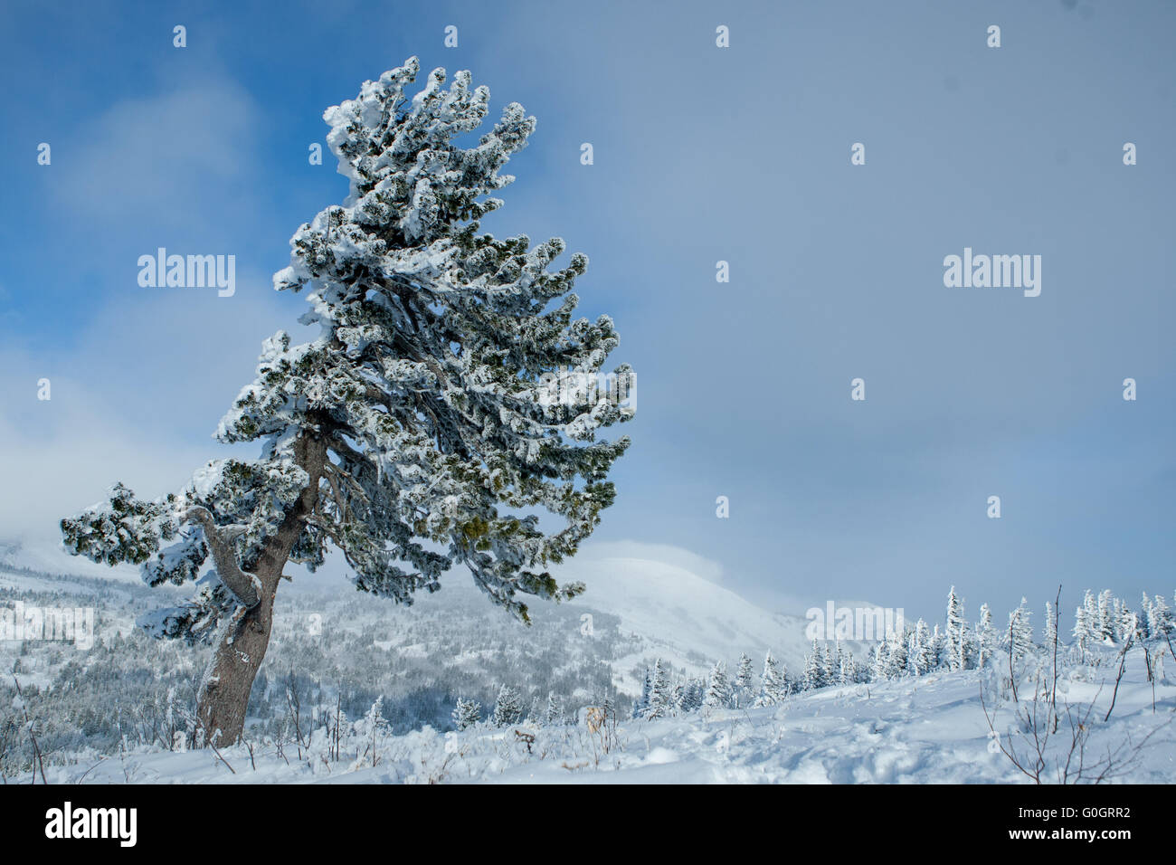 cedar covered with snow in winter Stock Photo