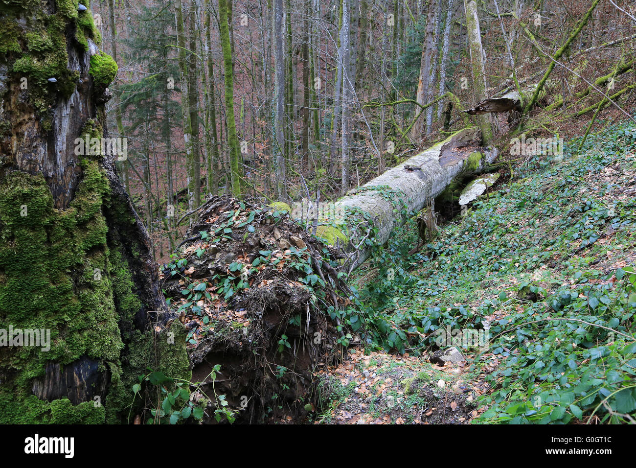 Natural monument twin beech is fallen by storm Stock Photo