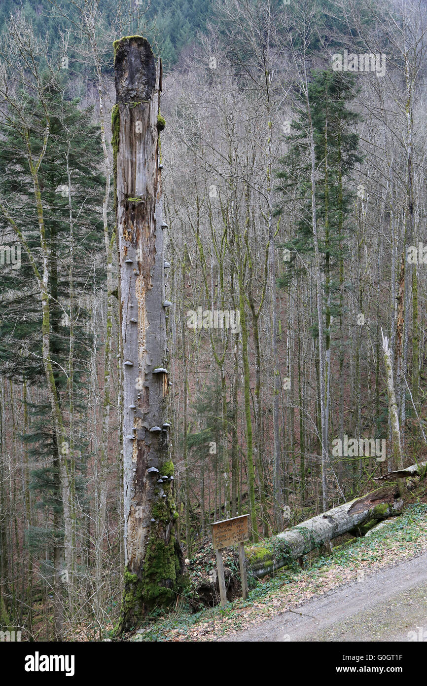 Twin beech hi-res stock photography and images - Alamy