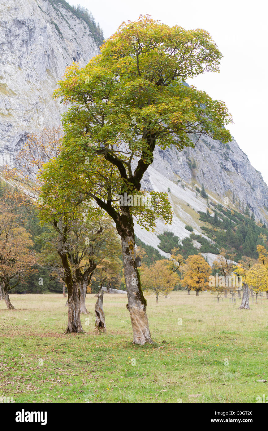 marble tree Stock Photo