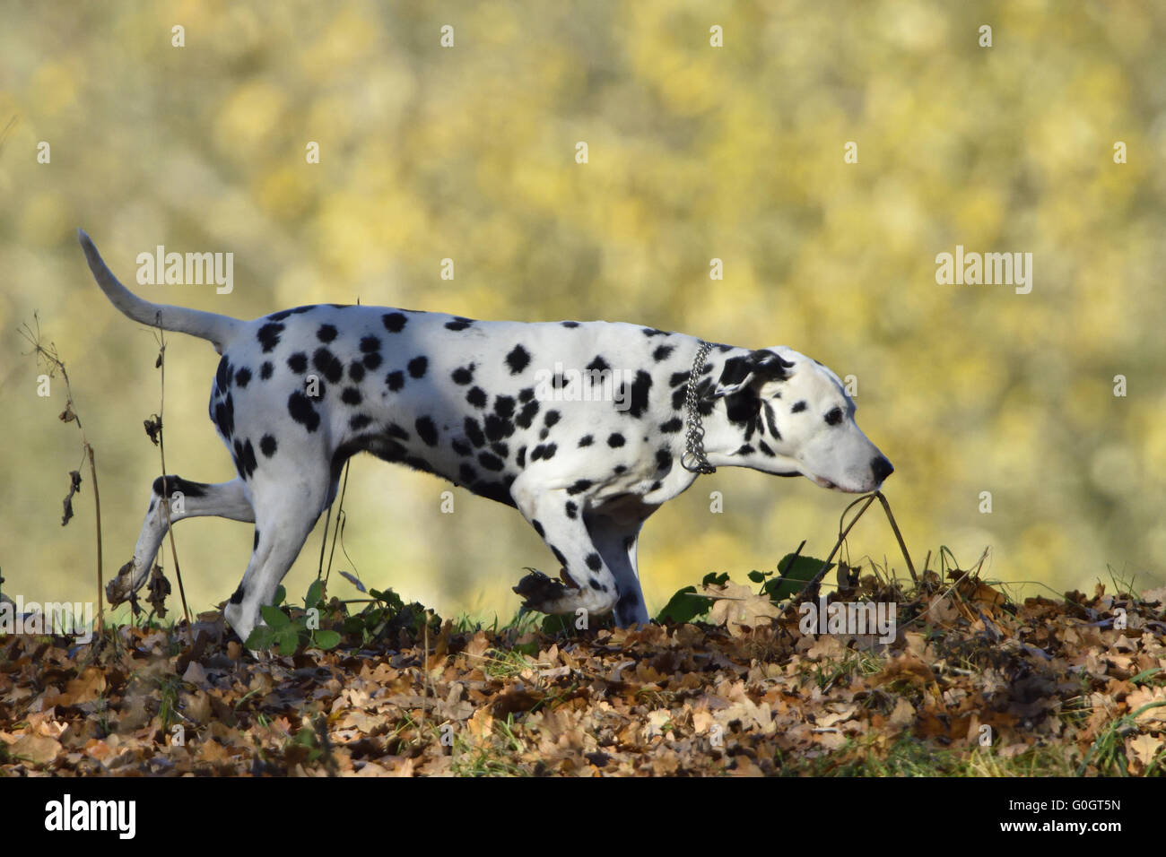 Dalmatian Stock Photo