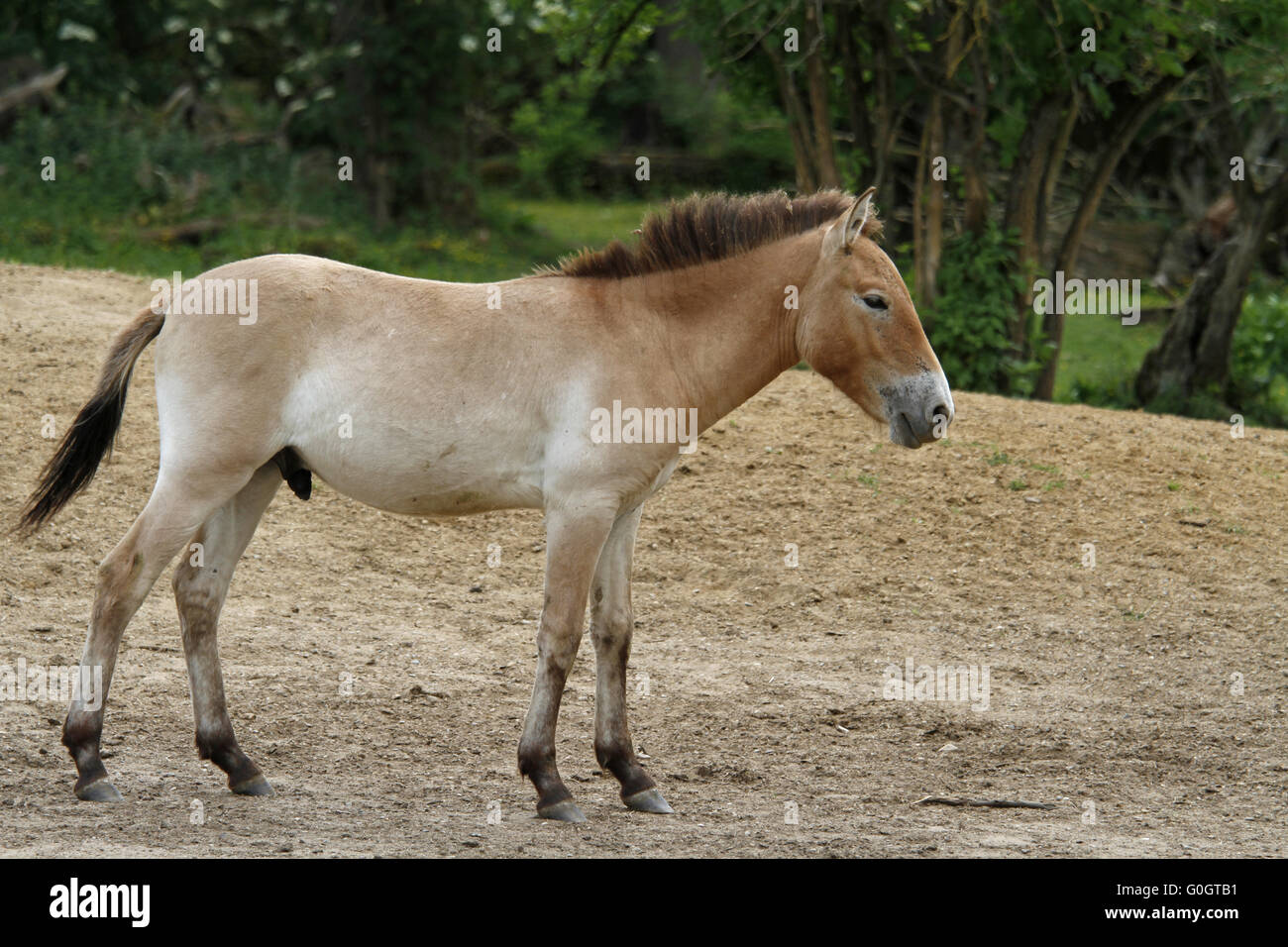 Przewalski, foal Stock Photo