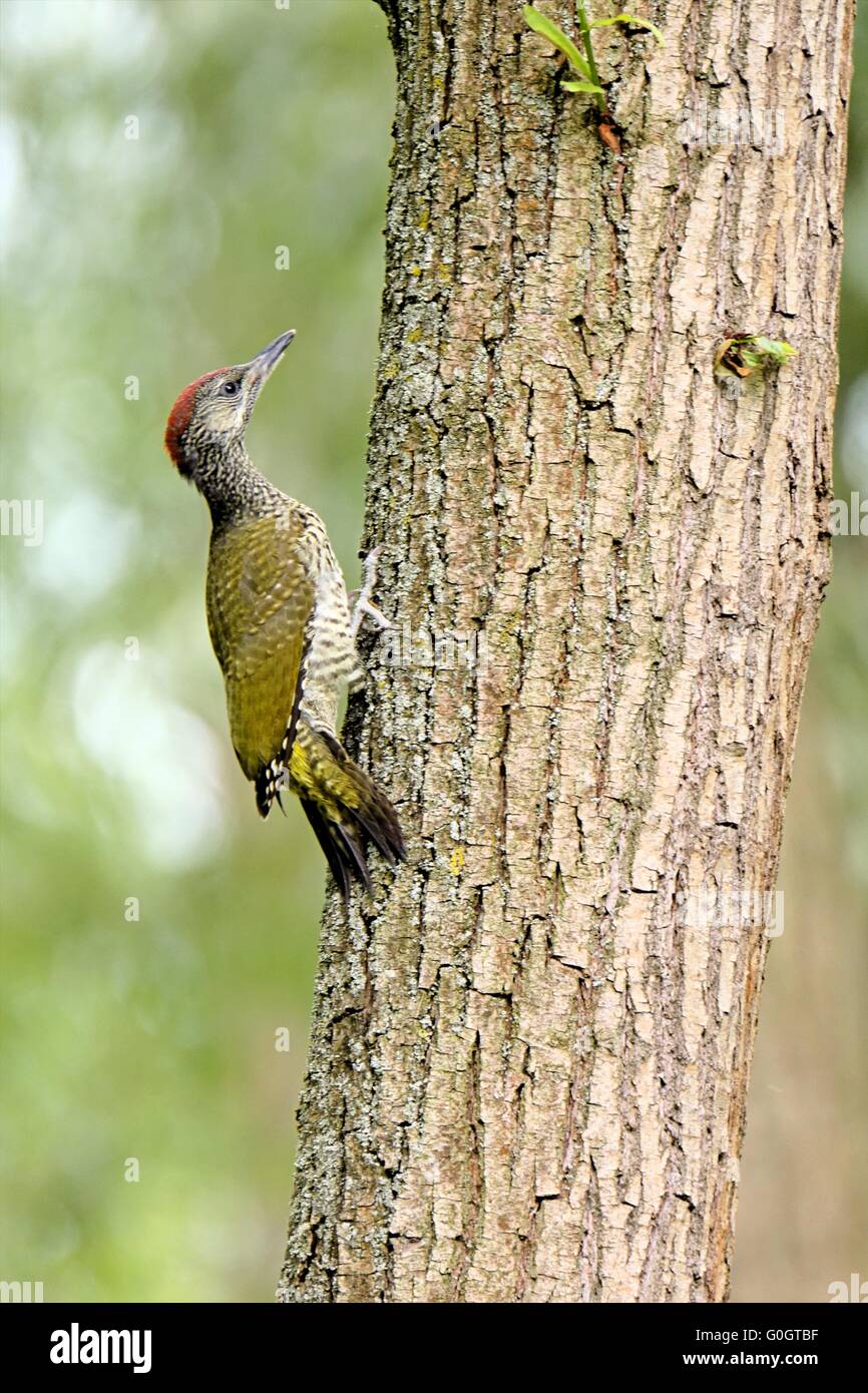green woodpecker on a tree Stock Photo