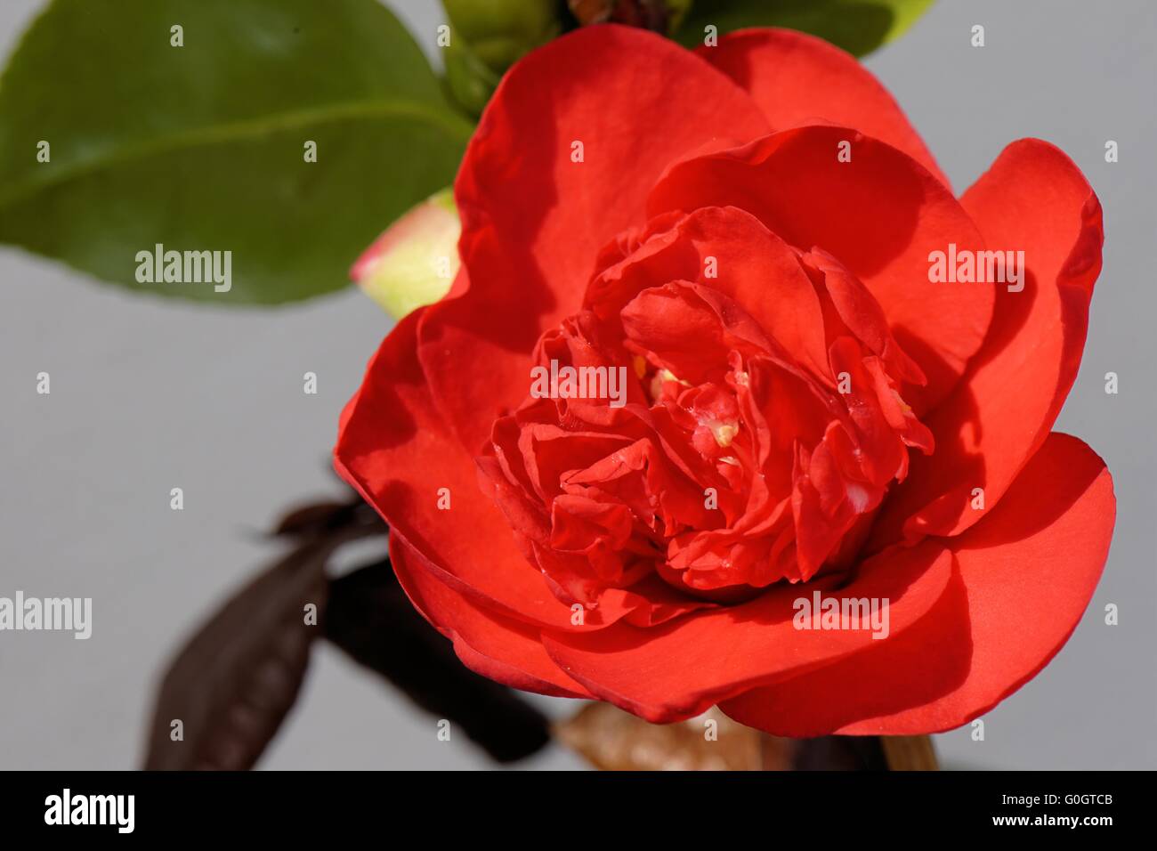 Camellia Stock Photo