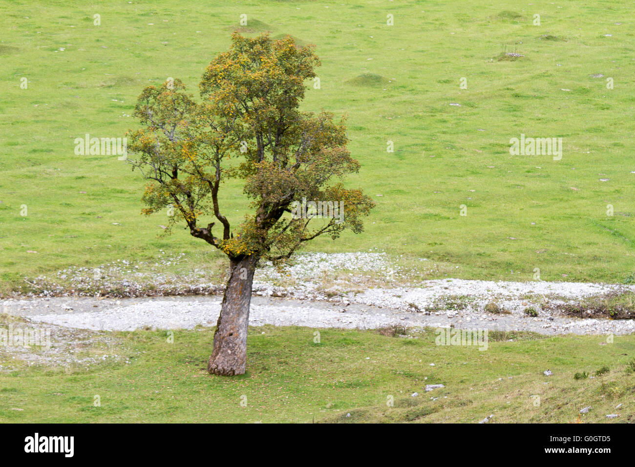 maple tree Stock Photo