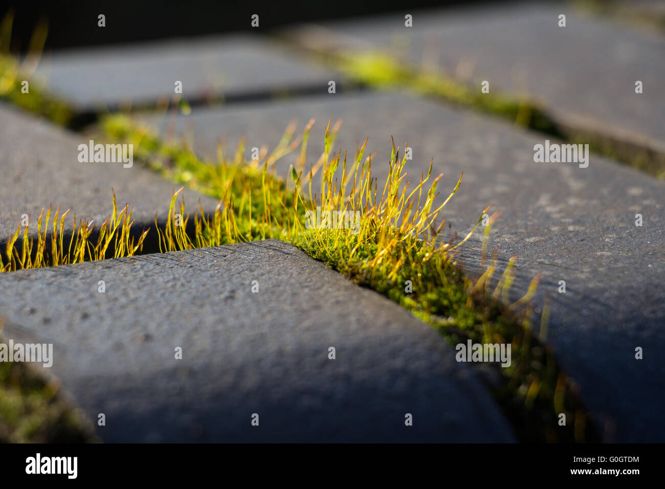 wall screw-moss Stock Photo