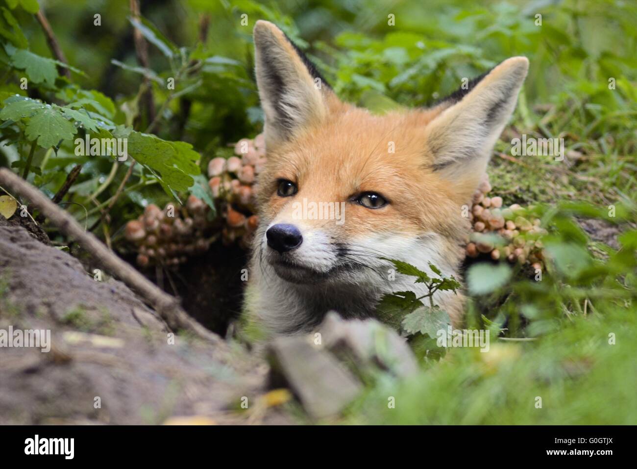 fox in the den Stock Photo