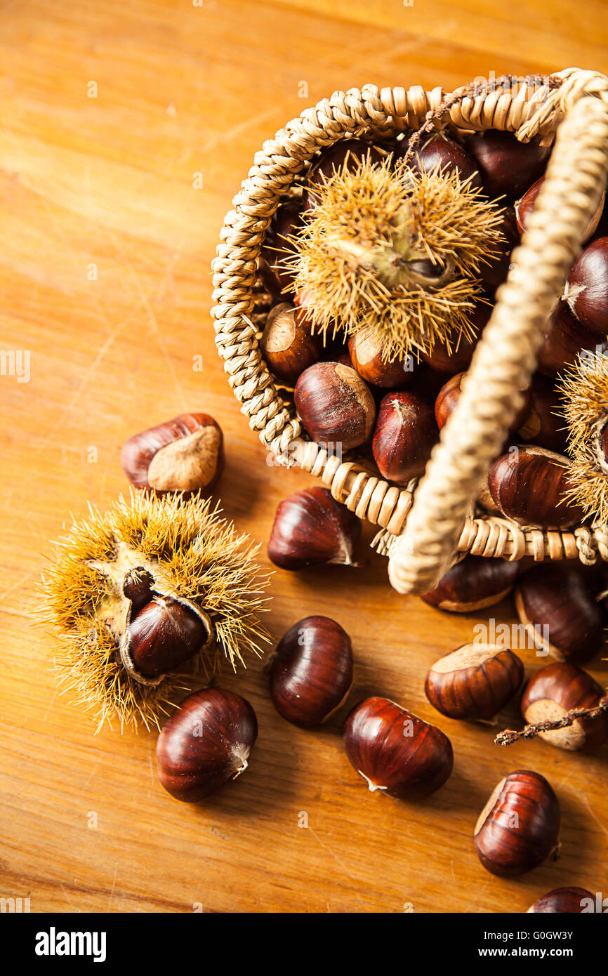 Sweet chestnut (Castanea sativa) Stock Photo