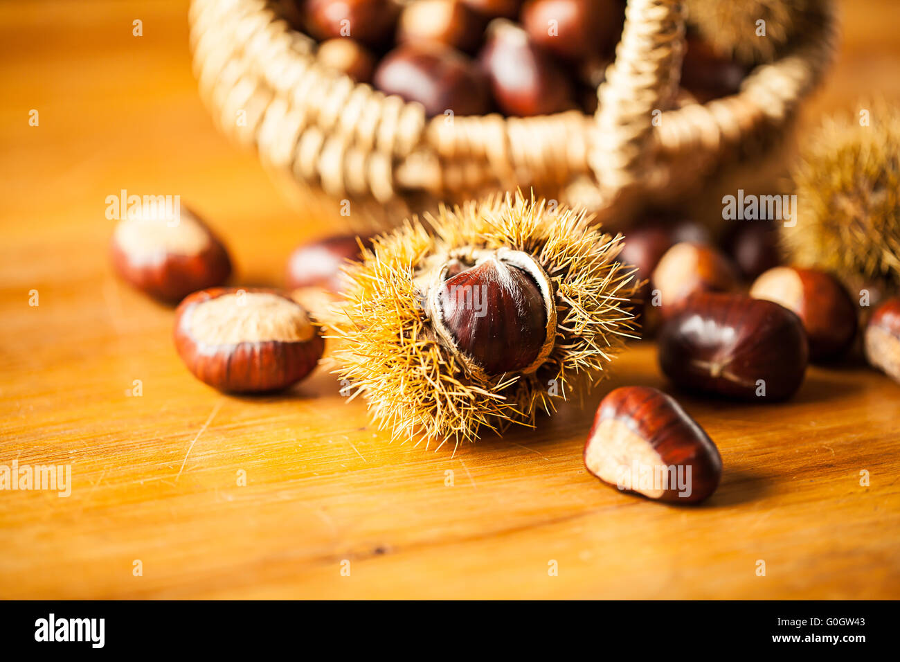 Sweet chestnut (Castanea sativa) Stock Photo