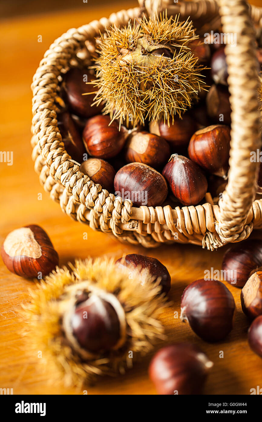 Sweet chestnut (Castanea sativa) Stock Photo