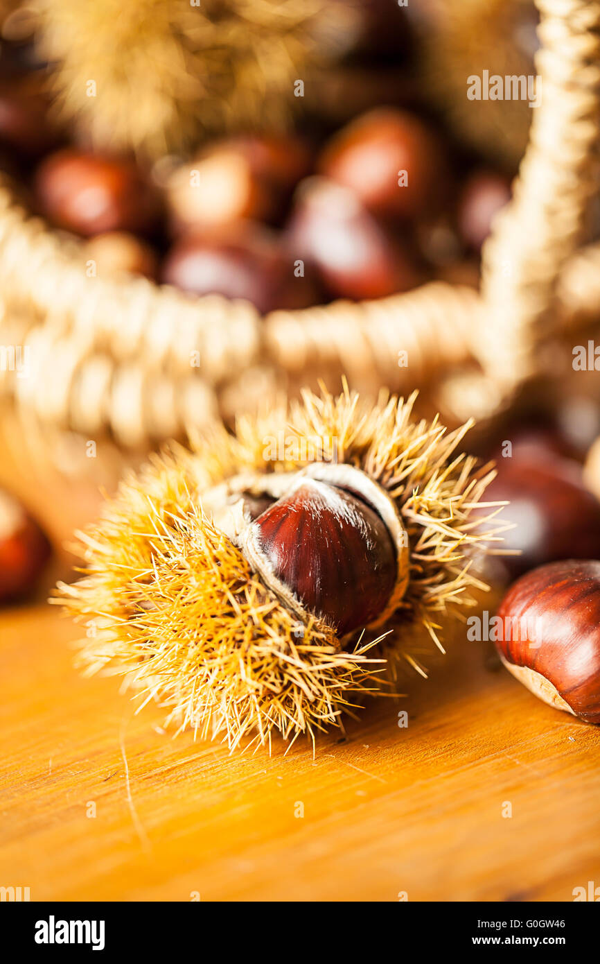 Sweet chestnut (Castanea sativa) Stock Photo