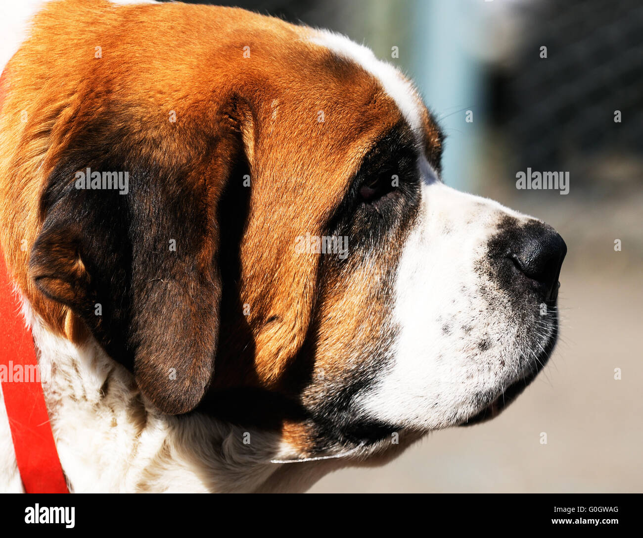 Moscow patrol dog outdoor portrait over blurry background Stock Photo