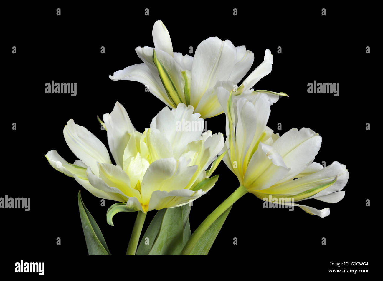 Three white and yellow tulips Stock Photo