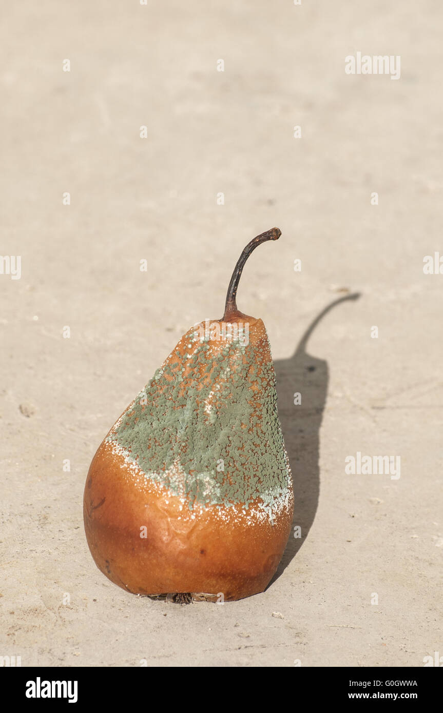 Rotten and moldy brown winter pear closeup Stock Photo