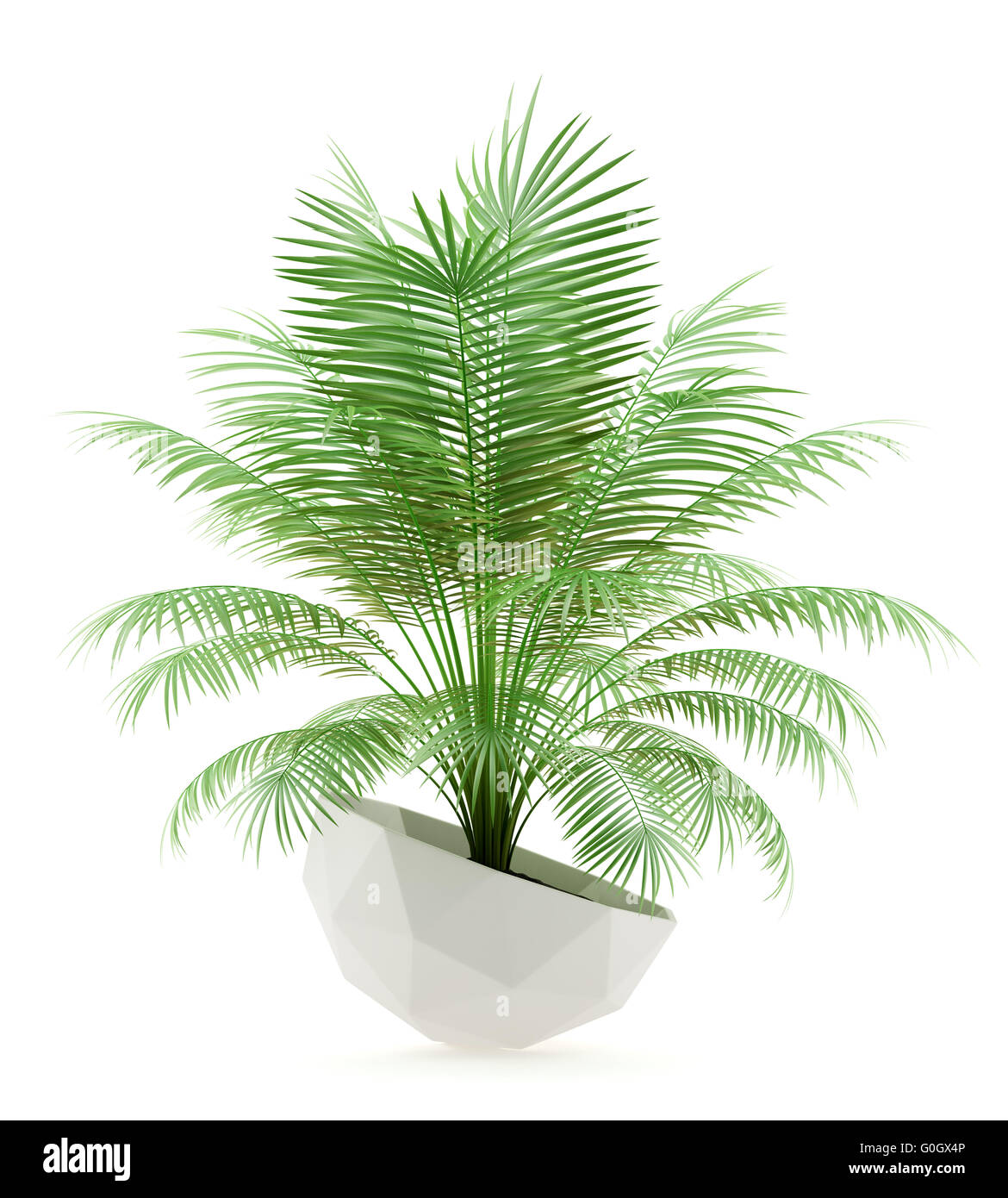 potted palm tree isolated on white background Stock Photo - Alamy