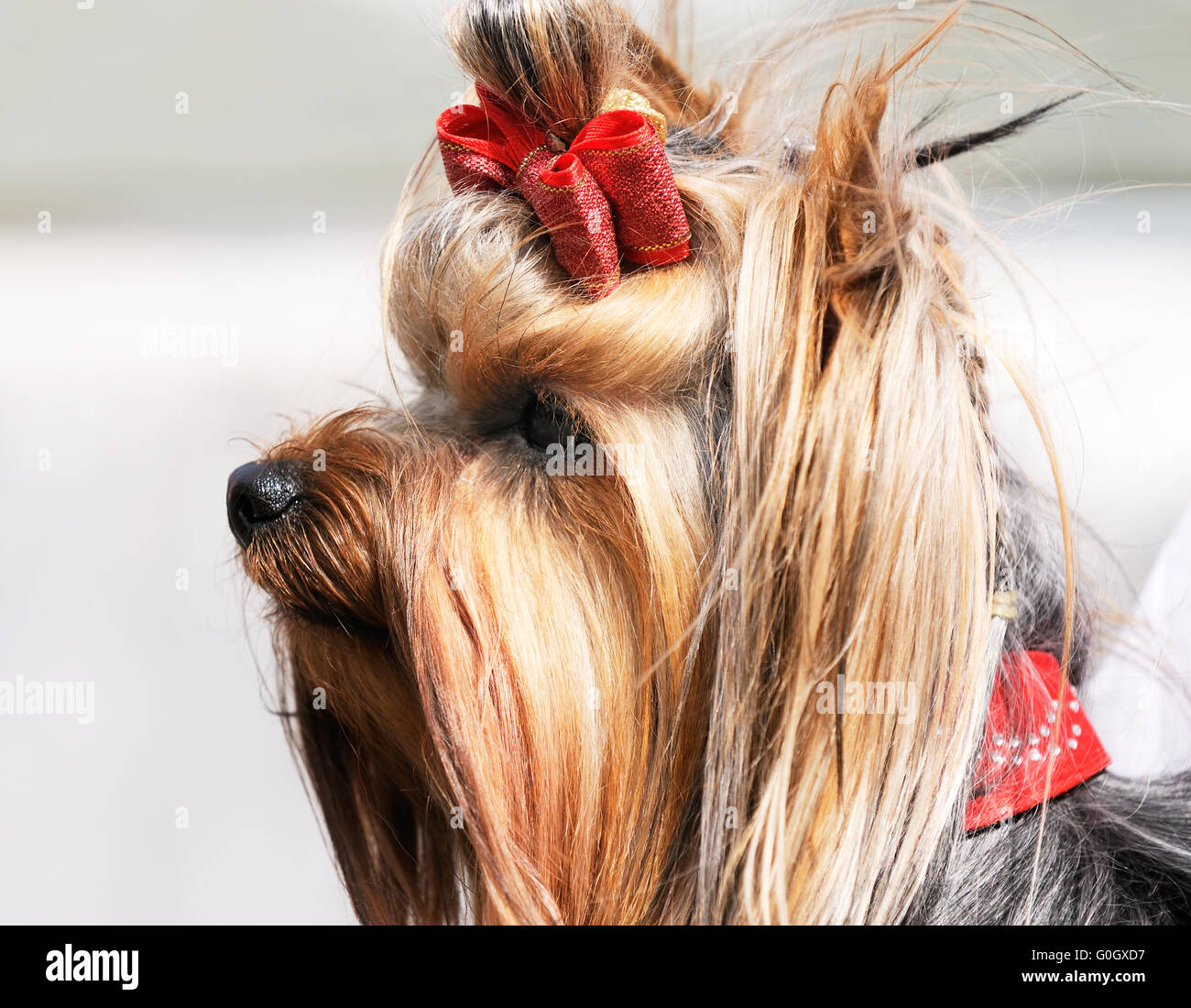 Yorkshire terrier outdoor portrait over blurry background Stock Photo
