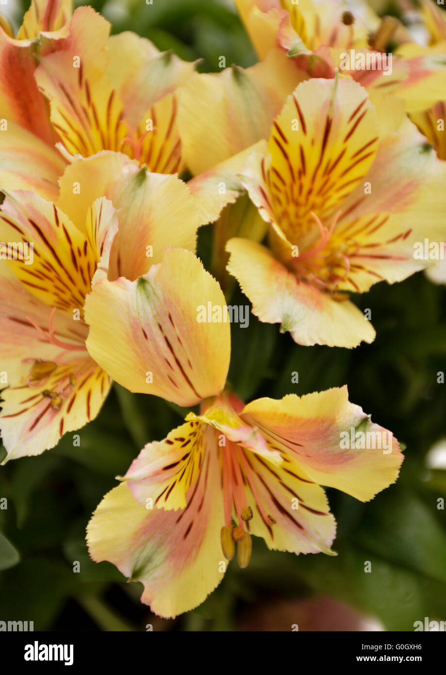 Alstroemeria princess lily orange flower plant hires stock photography