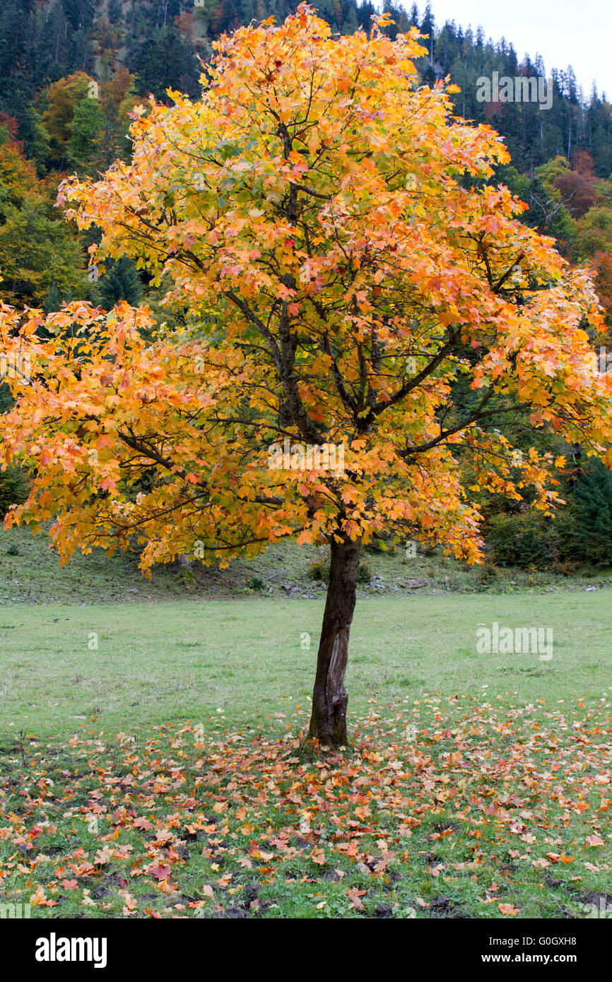 maple tree Stock Photo
