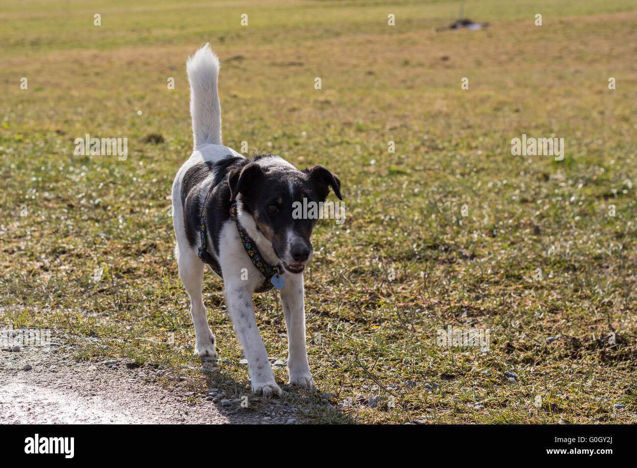 British Breed Fox Terrier stands by the wayside Stock Photo