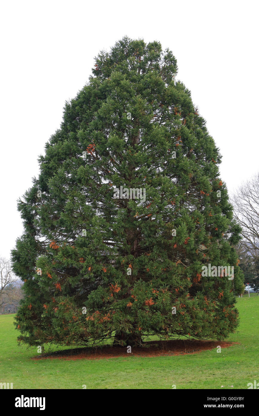 Tree giant hi-res stock photography and images - Alamy