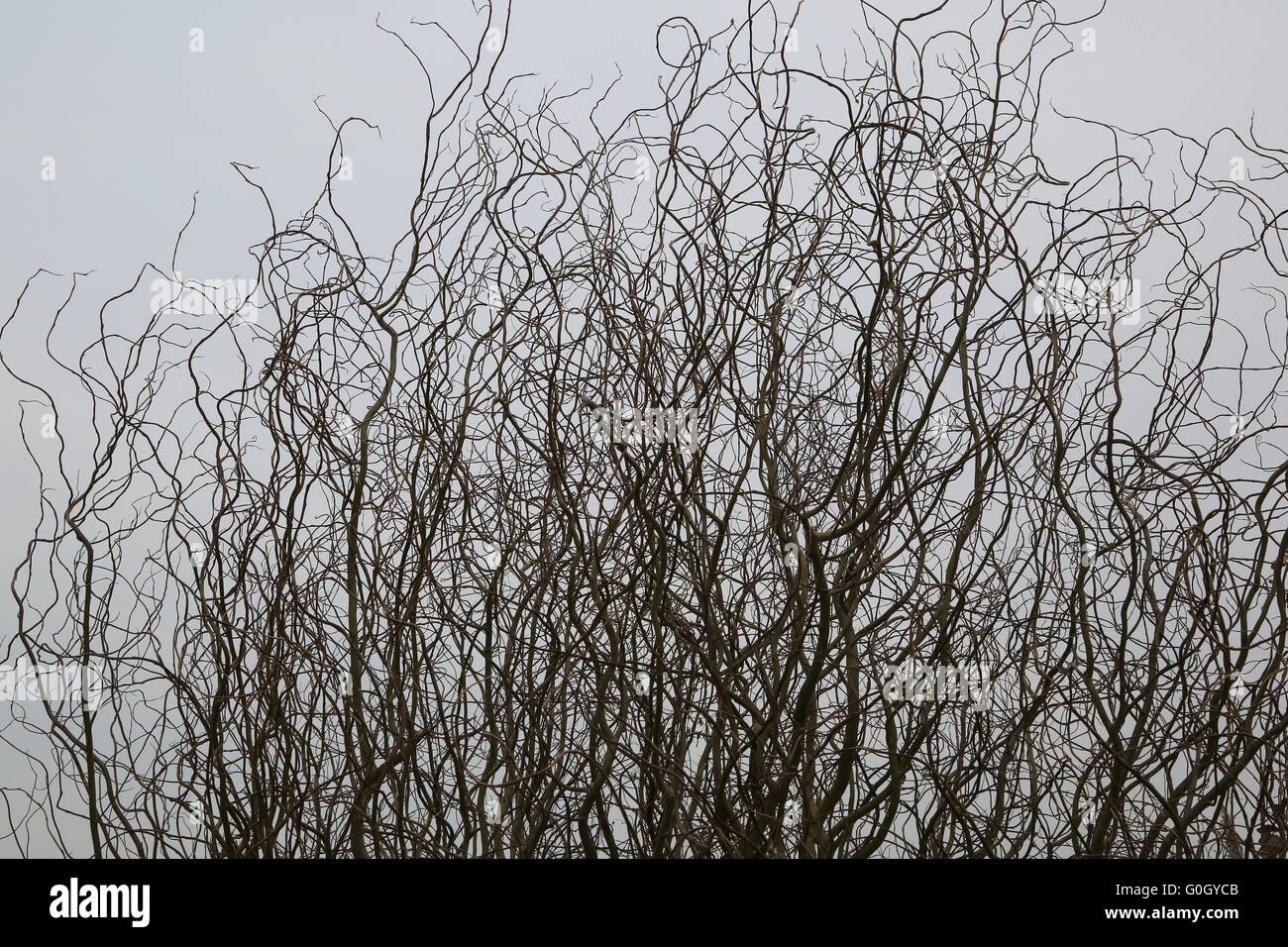 Twisted or Corkscrew Willow Stock Photo Alamy