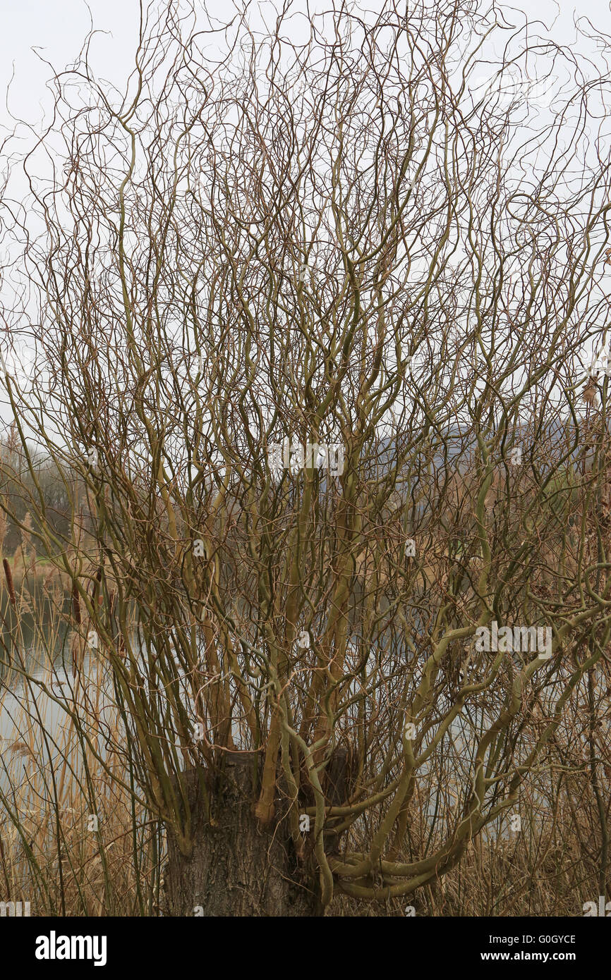 Trunk of a corkscrew willow with new branches Stock Photo Alamy