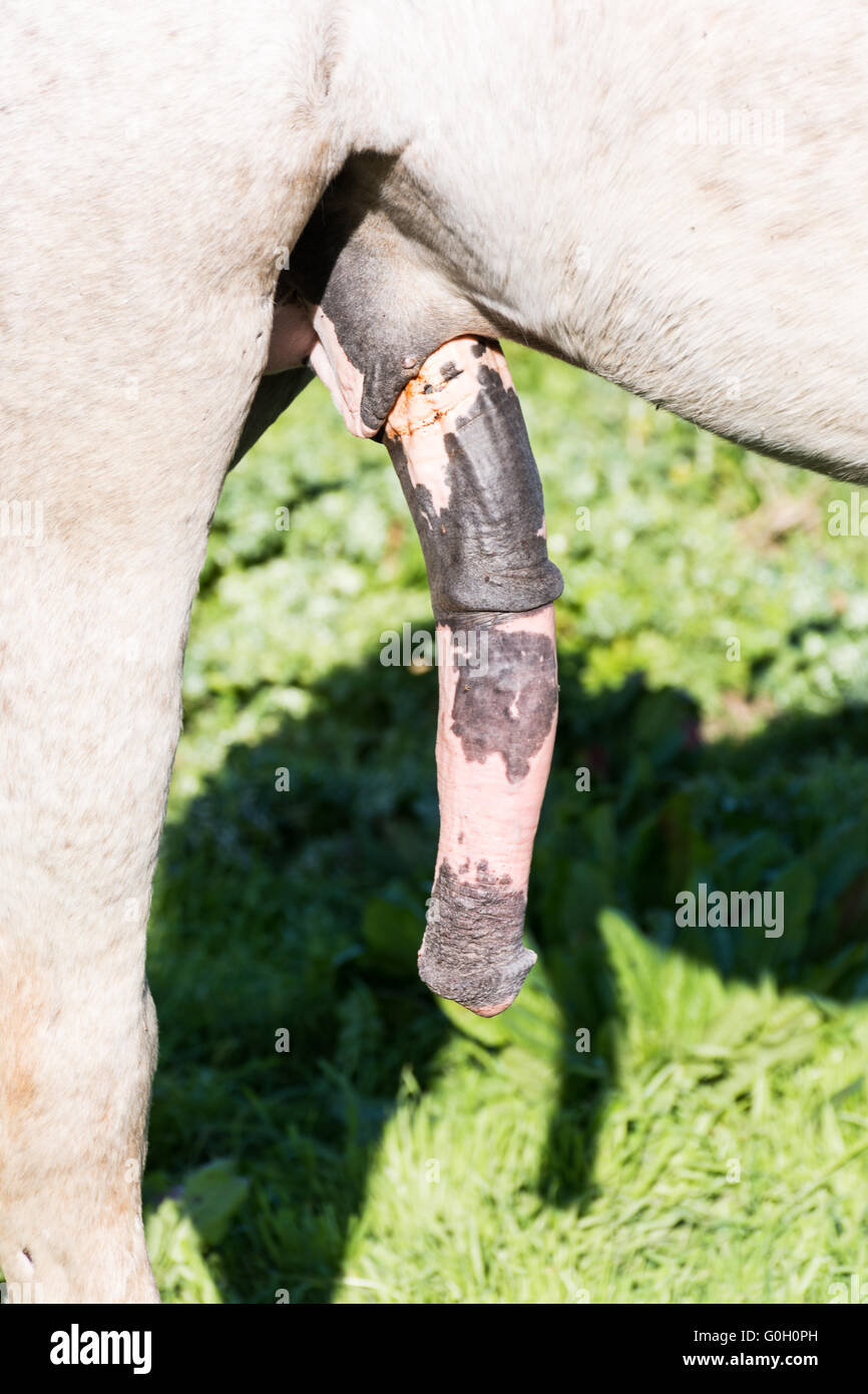Horse penis Erected Penis Of A Horse Stock Photo, Picture and Royalty Free Image. Image  85765480.