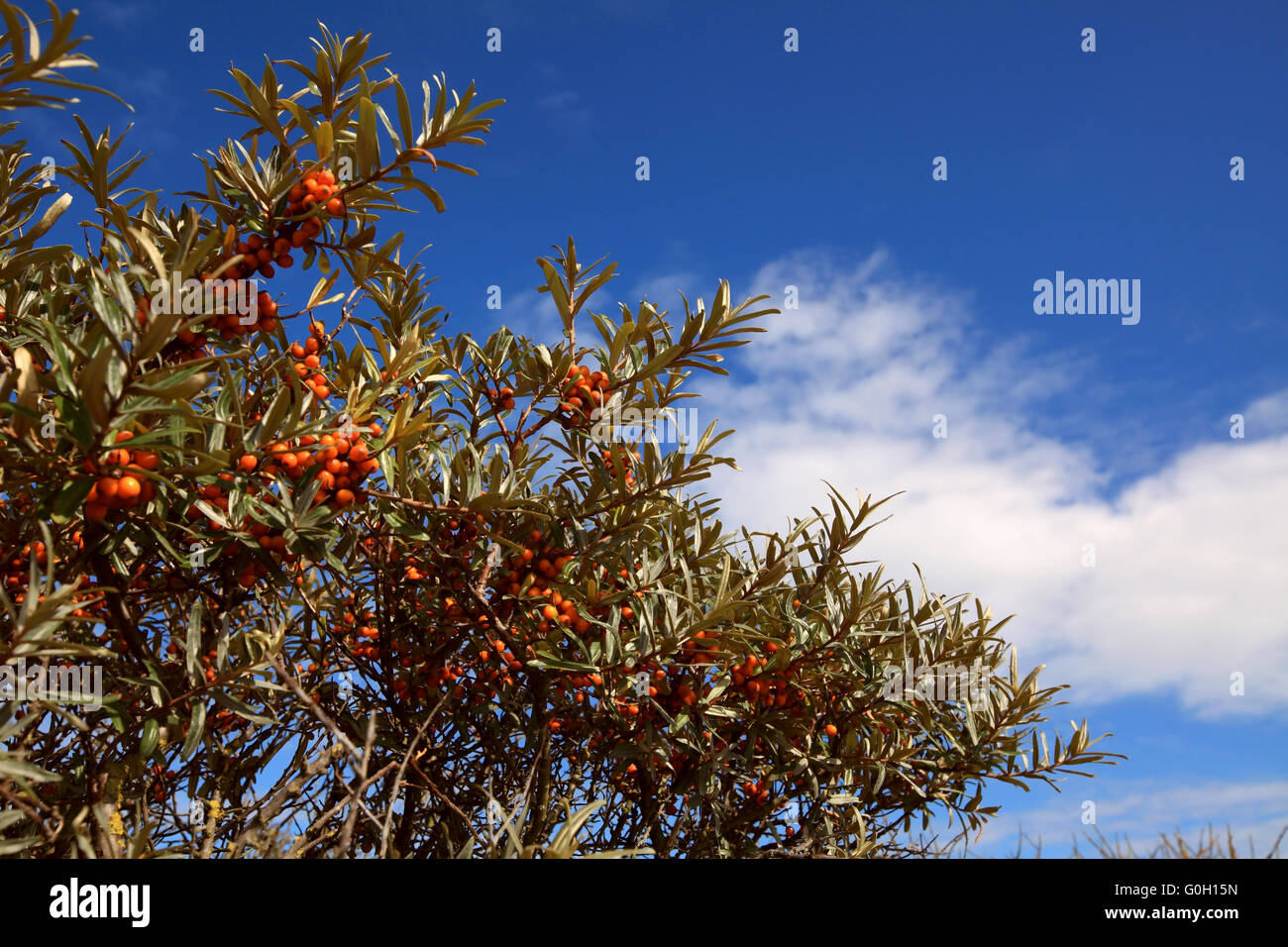 sallow thorn - sea buckthorn Stock Photo