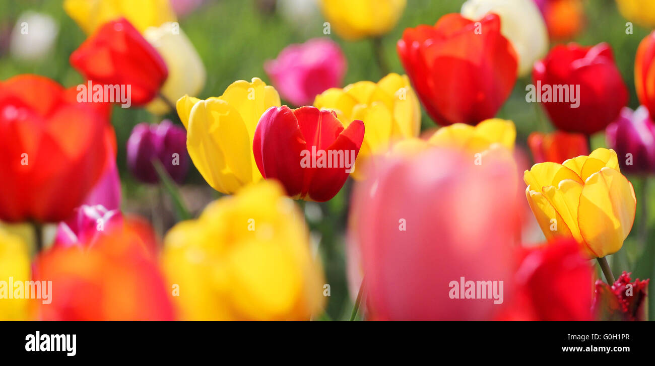 blooming spring tulips Stock Photo