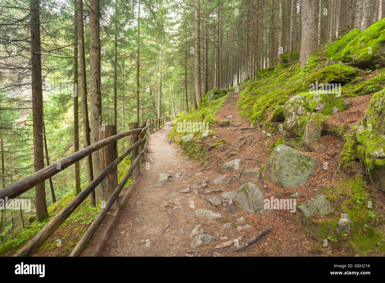 Smallridge Path A small path leaves the main path long the woods Stock Photo - Alamy