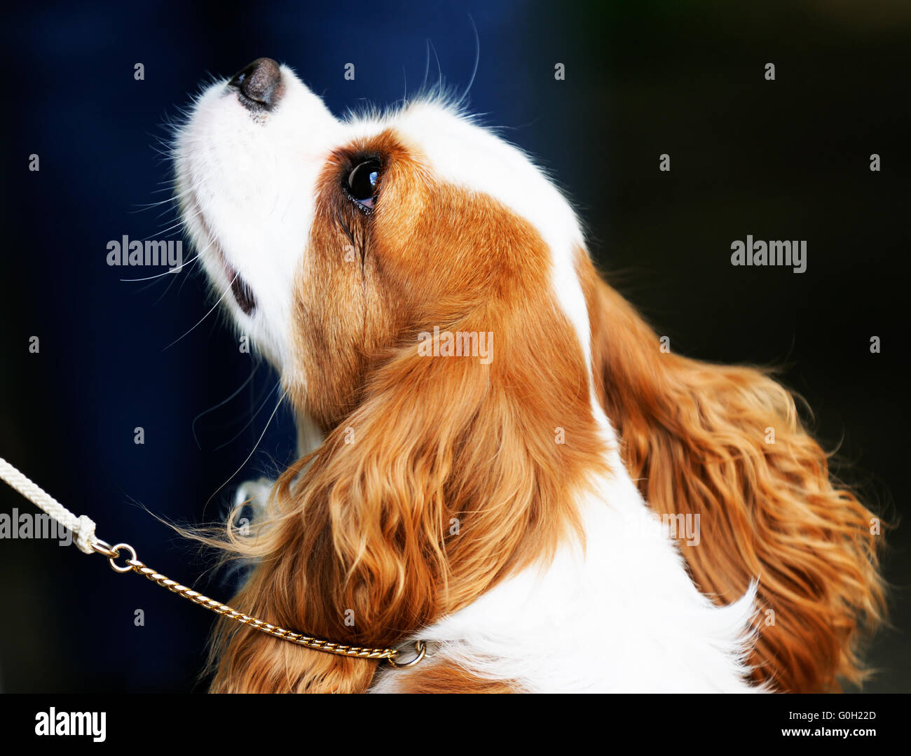 King Charles spaniel dog outdoor portrait over blurry background Stock Photo