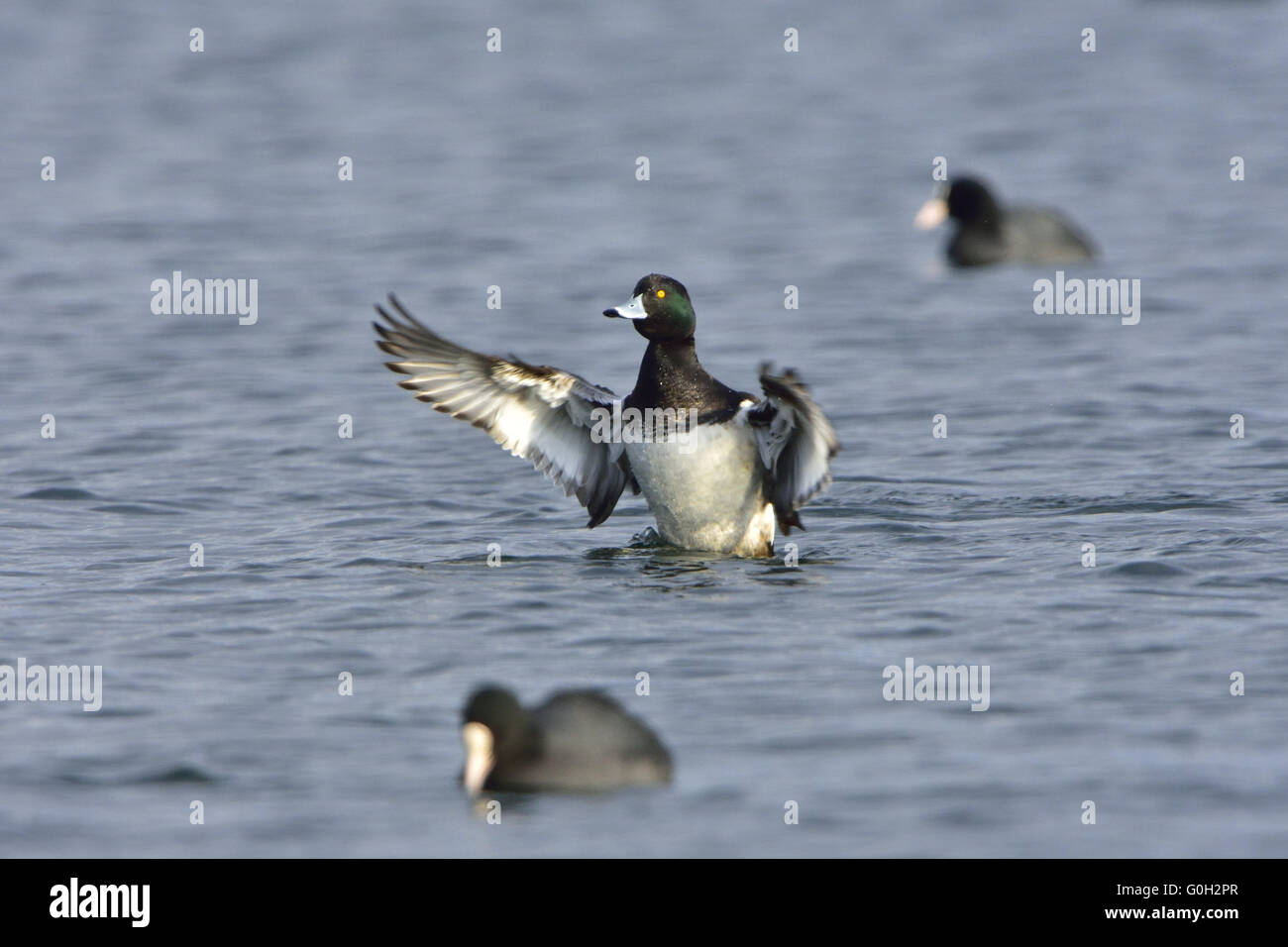 Tufted duck Stock Photo